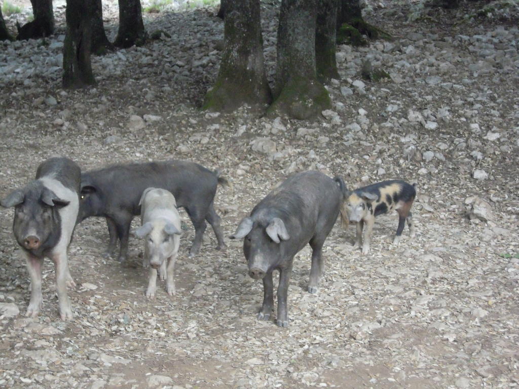 Farm stay Camisadu Oliena
